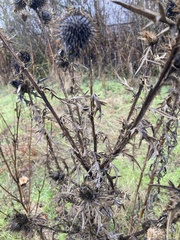 Cirsium vulgare