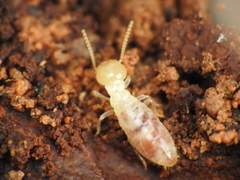 Reticulitermes lucifugus