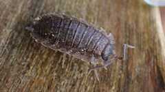 Porcellio scaber