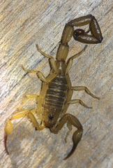 Centruroides koesteri