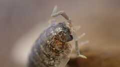 Porcellio scaber