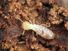 Reticulitermes lucifugus