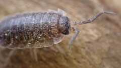 Porcellio scaber