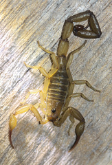 Centruroides koesteri