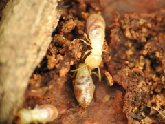 Reticulitermes lucifugus