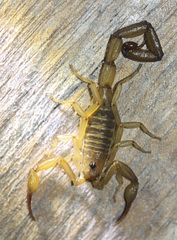 Centruroides koesteri