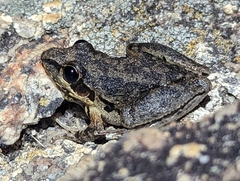 Litoria latopalmata