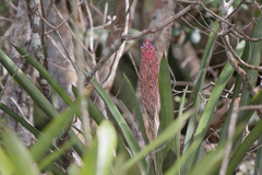 Quesnelia quesneliana