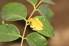 Dendropsophus microcephalus