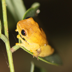 Dendropsophus microcephalus