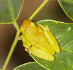 Dendropsophus microcephalus