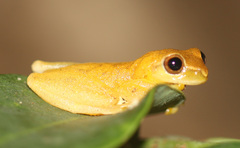 Dendropsophus microcephalus