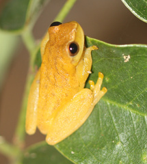 Dendropsophus microcephalus