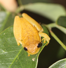 Dendropsophus microcephalus