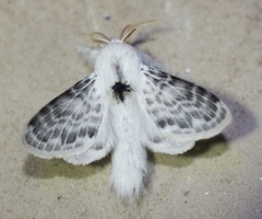 Apotolype brevicrista