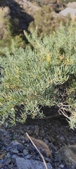 Salsola webbii
