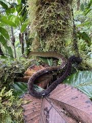 Dendrophidion clarkii