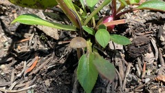 Penstemon whippleanus