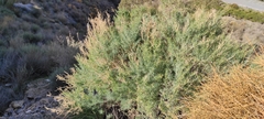 Salsola webbii