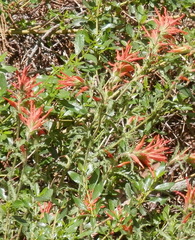 Castilleja disticha