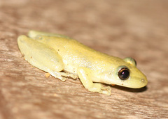Scinax staufferi