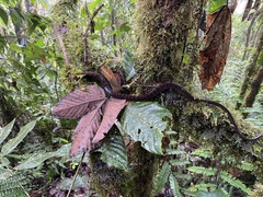 Dendrophidion clarkii