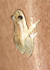 Scinax staufferi