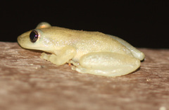 Scinax staufferi