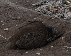 Pternistis natalensis