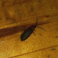 Pyractonema