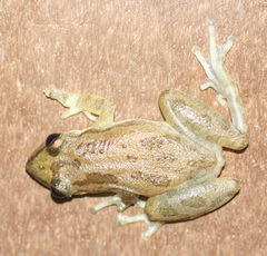 Scinax staufferi