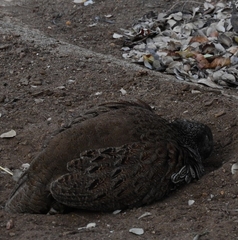 Pternistis natalensis