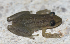 Scinax staufferi