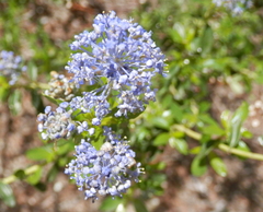 Ceanothus parvifolius