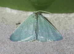 Xerochlora mesotheides