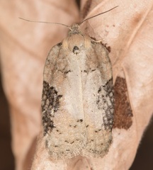Acleris chalybeana