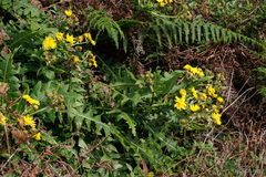 Sonchus hierrensis