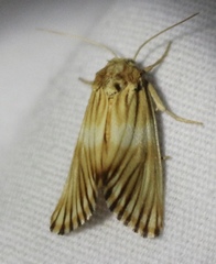 Eulithosia discistriga