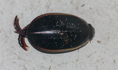 Megadytes lhermineri