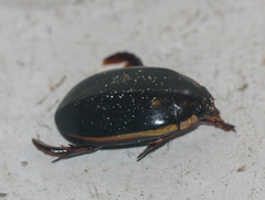 Megadytes lhermineri