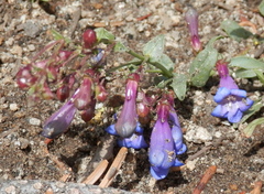 Penstemon laetus