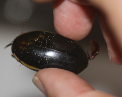 Megadytes lhermineri