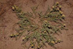 Astragalus bolanderi