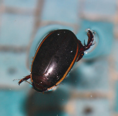 Megadytes lhermineri