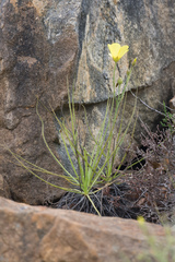 Drosophyllum lusitanicum