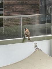 Zonotrichia capensis