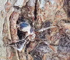 Ophiocordyceps unilateralis