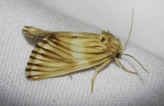 Eulithosia discistriga