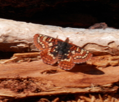 Euphydryas editha