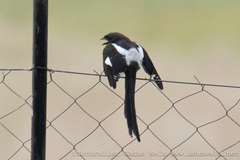 Lanius melanoleucus